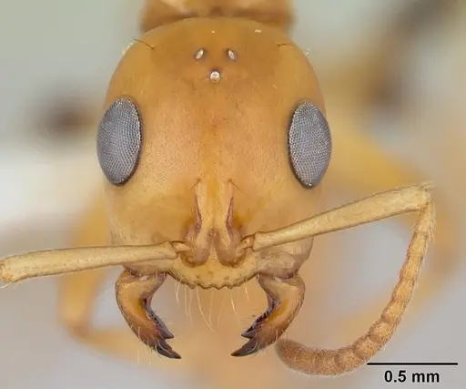 Tetraponera hespera specimen CASENT0012865 image casent0012865_2