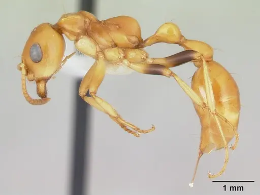 Tetraponera hespera specimen CASENT0012865 image casent0012865_3