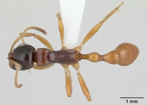 Tetraponera hirsuta specimen CASENT0170370 image casent0170370_1