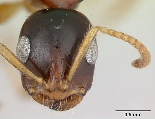 Tetraponera hirsuta specimen CASENT0170370 image casent0170370_2