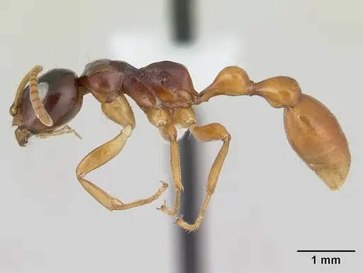 Tetraponera hirsuta specimen CASENT0170370 image casent0170370_3