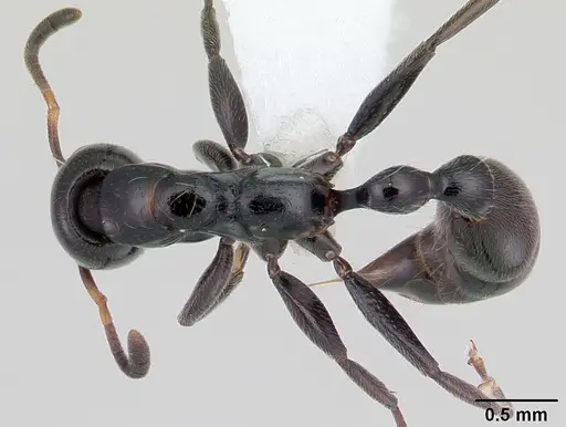 Tetraponera hysterica specimen CASENT0012842 image casent0012842_1