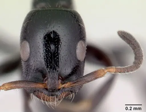 Tetraponera hysterica specimen CASENT0012842 image casent0012842_2