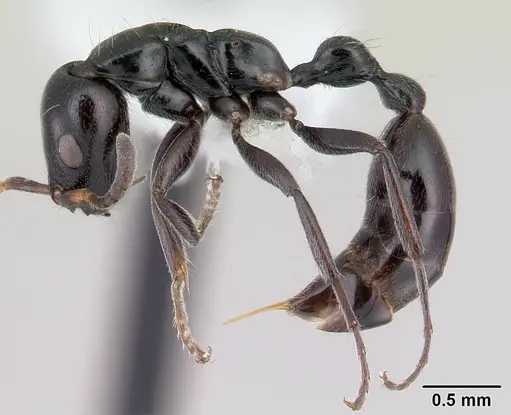 Tetraponera hysterica specimen CASENT0012842 image casent0012842_3