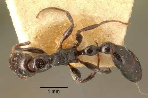Tetraponera hysterica specimen CASENT0101575 image casent0101575_1