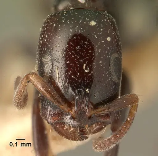 Tetraponera hysterica specimen CASENT0101575 image casent0101575_2