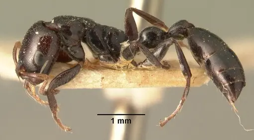 Tetraponera hysterica specimen CASENT0101575 image casent0101575_3