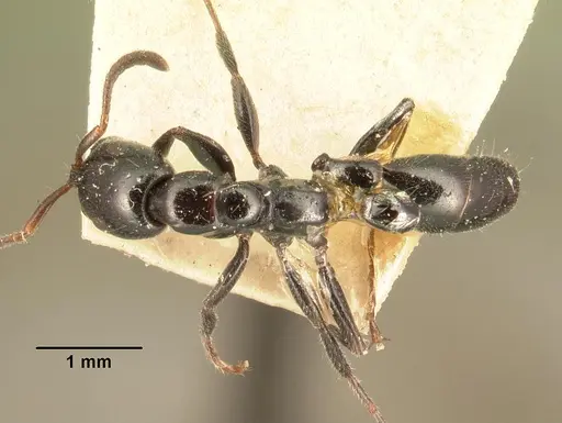 Tetraponera hysterica specimen CASENT0101635 image casent0101635_1