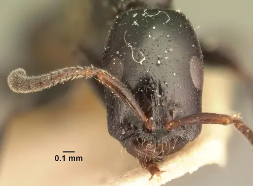 Tetraponera hysterica specimen CASENT0101635 image casent0101635_2