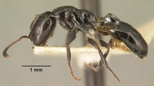 Tetraponera hysterica specimen CASENT0101635 image casent0101635_3