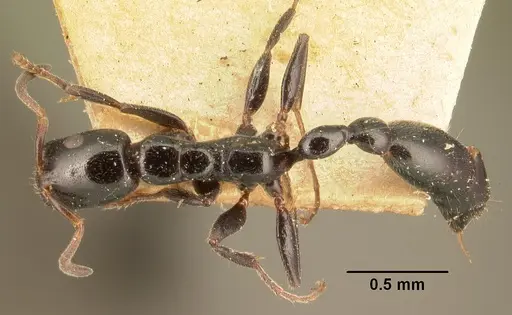 Tetraponera hysterica specimen CASENT0101941 image casent0101941_1