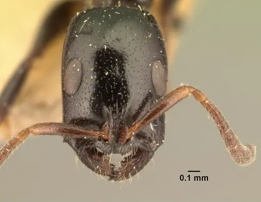 Tetraponera hysterica specimen CASENT0101941 image casent0101941_2