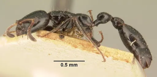 Tetraponera hysterica specimen CASENT0101941 image casent0101941_3
