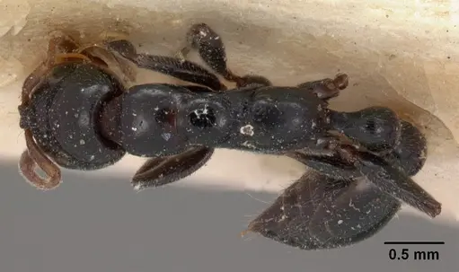 Tetraponera hysterica specimen CASENT0102032 image casent0102032_1