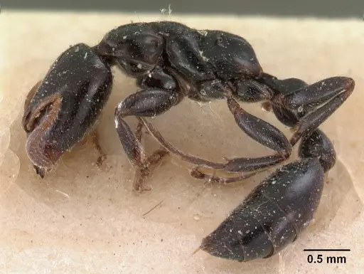 Tetraponera hysterica specimen CASENT0102032 image casent0102032_3