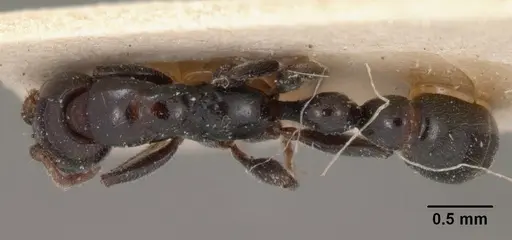 Tetraponera hysterica specimen CASENT0102033 image casent0102033_1
