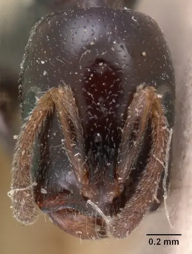 Tetraponera hysterica specimen CASENT0102033 image casent0102033_2