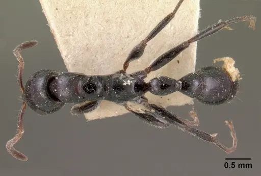 Tetraponera hysterica specimen CASENT0102034 image casent0102034_1