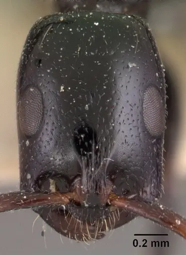 Tetraponera hysterica specimen CASENT0102034 image casent0102034_2