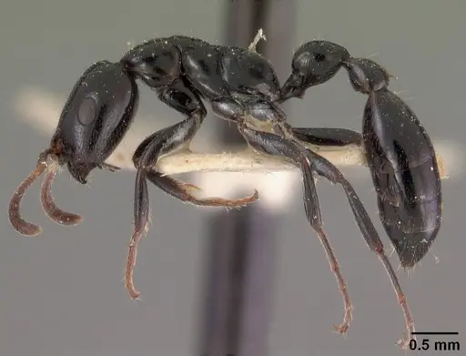 Tetraponera hysterica specimen CASENT0102034 image casent0102034_4