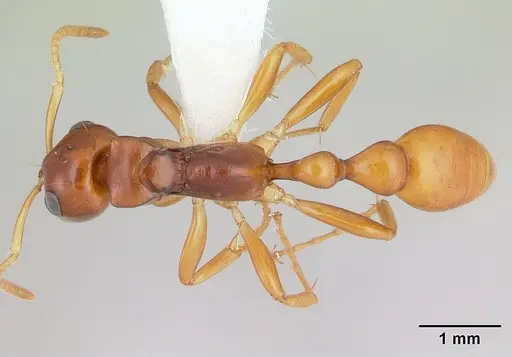Tetraponera inermis specimen CASENT0012862 image casent0012862_1
