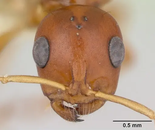 Tetraponera inermis specimen CASENT0012862 image casent0012862_2