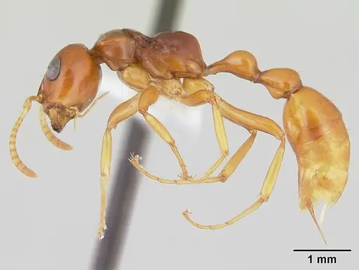 Tetraponera inermis specimen CASENT0012862 image casent0012862_3