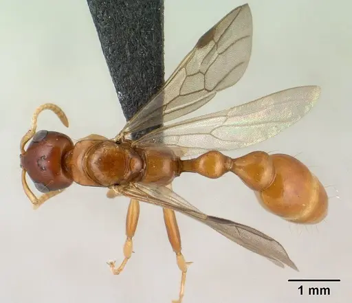 Tetraponera inermis specimen CASENT0138658 image casent0138658_1