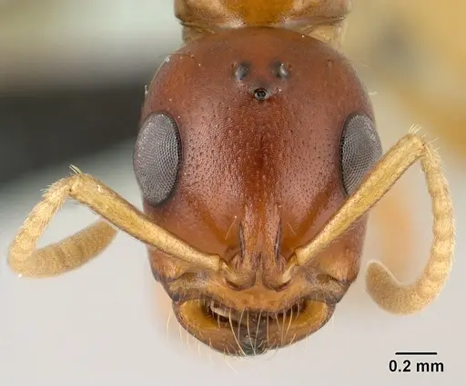 Tetraponera inermis specimen CASENT0138658 image casent0138658_2
