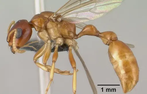 Tetraponera inermis specimen CASENT0138658 image casent0138658_3