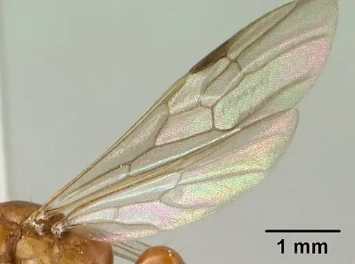 Tetraponera inermis specimen CASENT0138658 image casent0138658_4