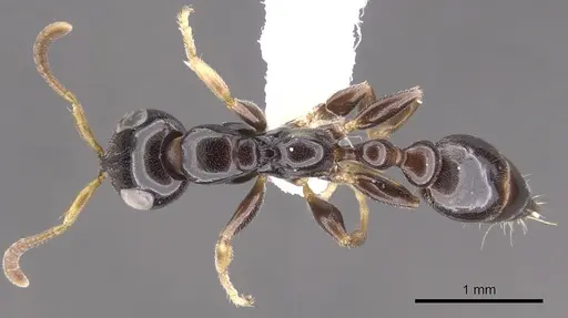 Tetraponera inversinodis specimen CASENT0902832 image casent0902832_1