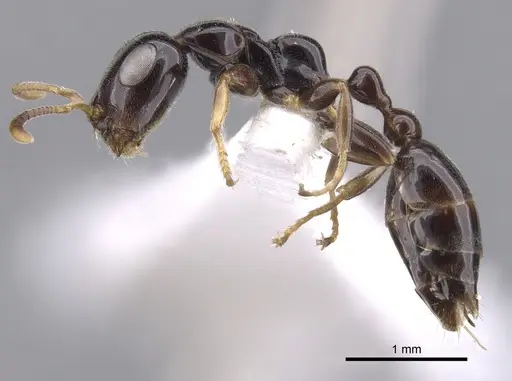 Tetraponera inversinodis specimen CASENT0902832 image casent0902832_3