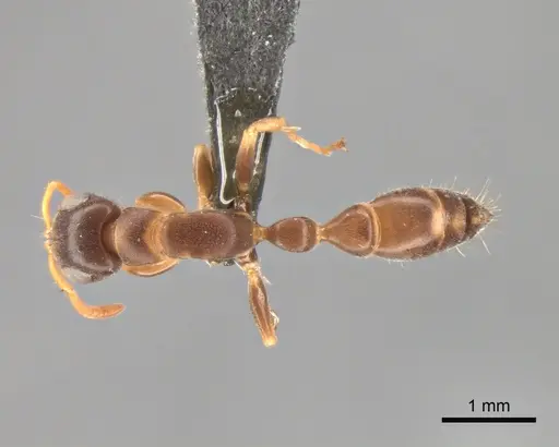 Tetraponera kosi specimen CASENT0815472 image casent0815472_1