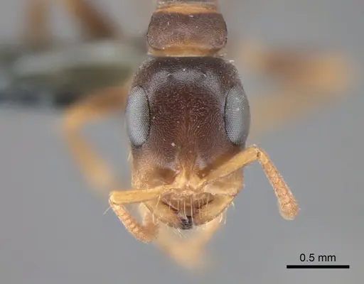 Tetraponera kosi specimen CASENT0815472 image casent0815472_2