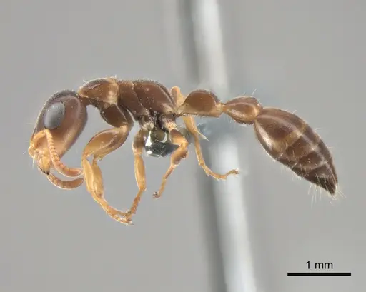 Tetraponera kosi specimen CASENT0815472 image casent0815472_3