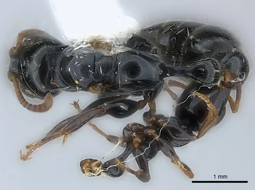 Tetraponera laeviceps specimen CASENT0217592 image casent0217592_1