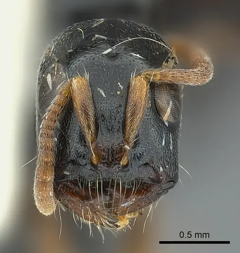 Tetraponera laeviceps specimen CASENT0217592 image casent0217592_2