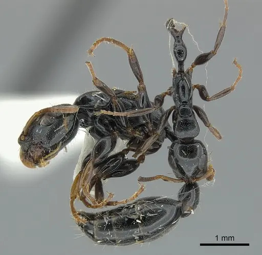 Tetraponera laeviceps specimen CASENT0217592 image casent0217592_3