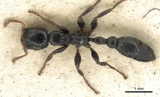Tetraponera laeviceps specimen CASENT0901932 image casent0901932_1