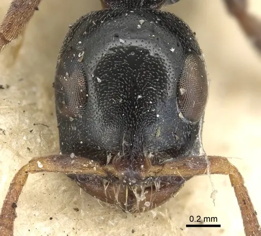 Tetraponera laeviceps specimen CASENT0901932 image casent0901932_2