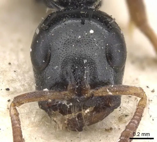 Tetraponera laeviceps specimen CASENT0902833 image casent0902833_2