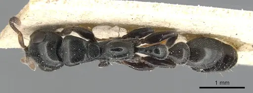 Tetraponera laeviceps specimen CASENT0904041 image casent0904041_1