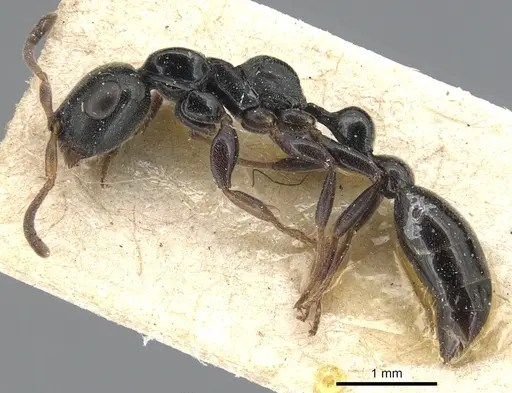 Tetraponera laeviceps specimen CASENT0904041 image casent0904041_3