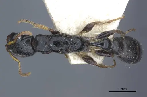 Tetraponera laeviceps specimen CASENT0916870 image casent0916870_1