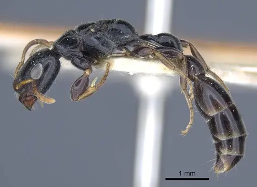 Tetraponera laeviceps specimen CASENT0916870 image casent0916870_3