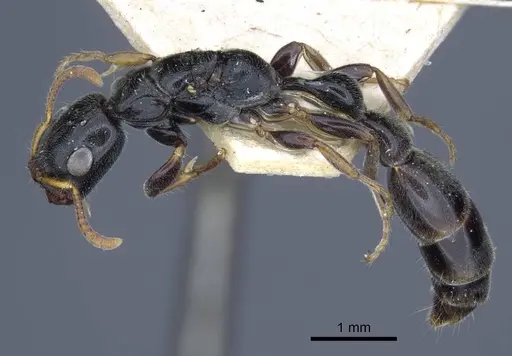 Tetraponera laeviceps specimen CASENT0916870 image casent0916870_4