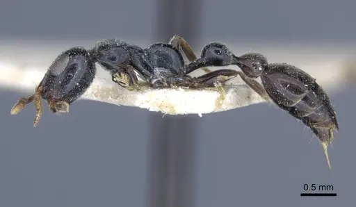 Tetraponera laeviceps specimen CASENT0916872 image casent0916872_3
