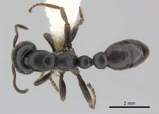 Tetraponera latifrons specimen CASENT0217593 image casent0217593_1