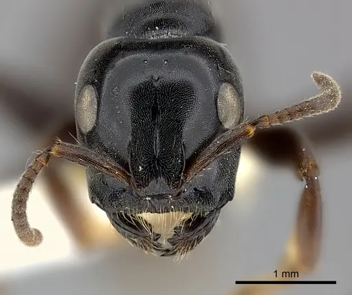 Tetraponera latifrons specimen CASENT0217593 image casent0217593_2